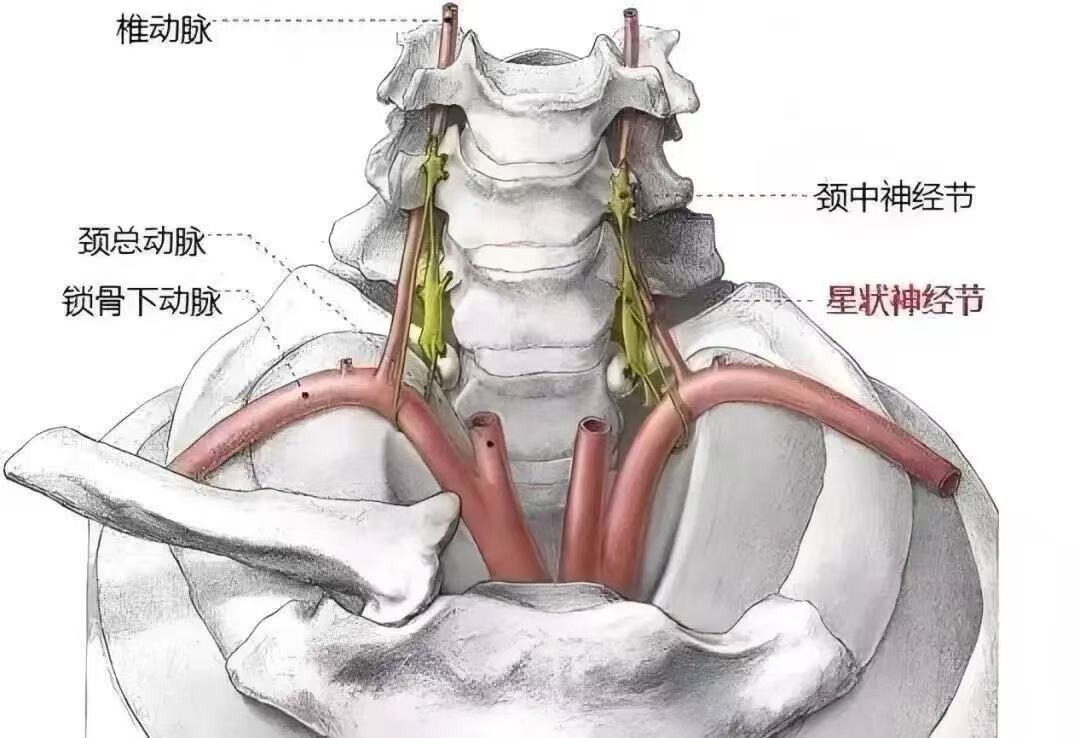 【业务技术】星状神经节阻滞：帮您关上身体的“过度兴奋开关”